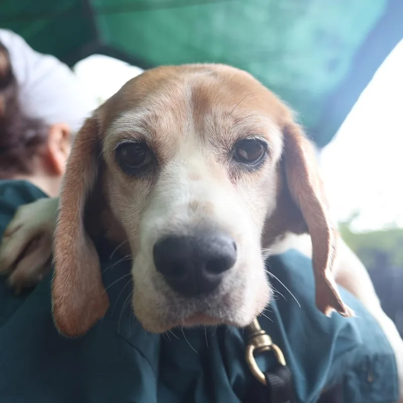 Dottie thumbnail 2