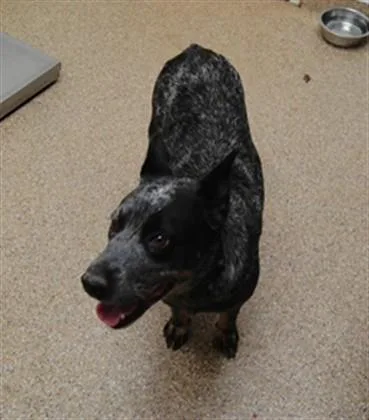 An adult medium-sized female Australian Cattle Dog / Blue Heeler dog named Sapphire for adoption in Albuquerque, NM