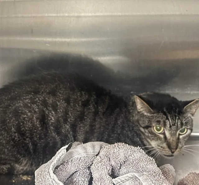 An adult medium-sized male Domestic Short Hair cat named Frank for adoption in Upper Marlboro, MD