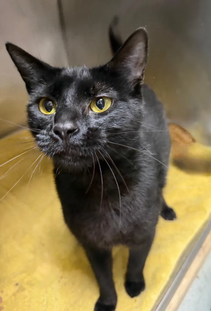A young large-sized female Domestic Short Hair cat named Sabrina for adoption in Little Rock, AR