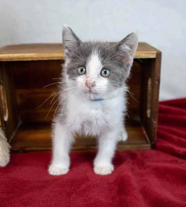 A baby medium-sized male Domestic Medium Hair cat named Jaden for adoption in Kennesaw, GA