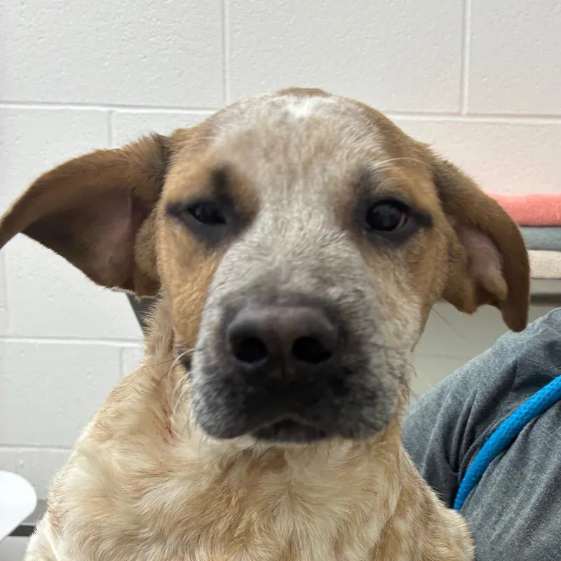 A young medium-sized male Red / Chestnut / Orange Cattle Dog dog named Wilbur for adoption in Corpus Christi, TX