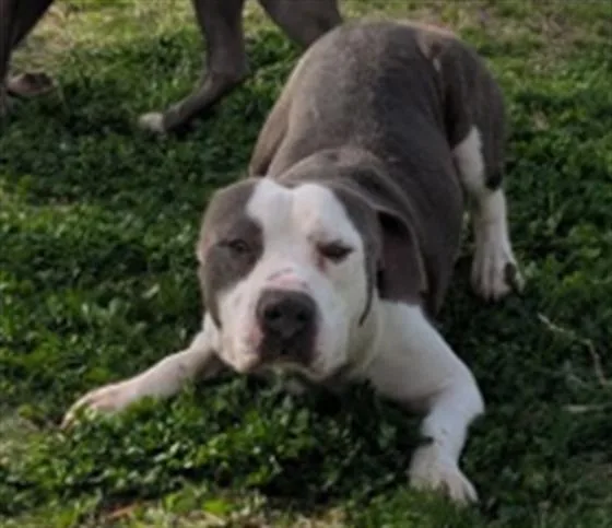 A young medium-sized male Pit Bull Terrier dog named Bandit for adoption in Texas City, TX