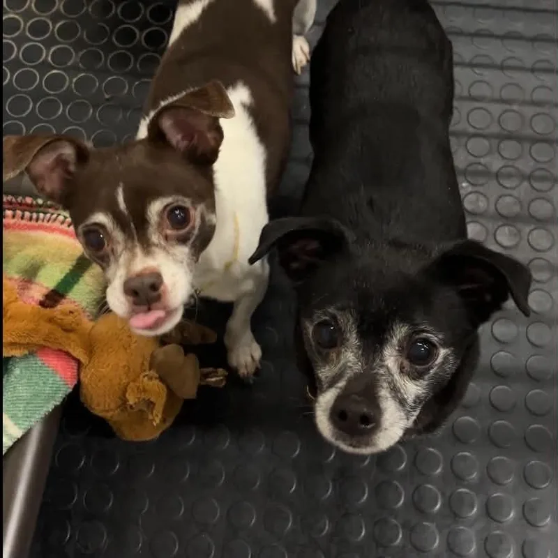 Jack Bonded to Harley thumbnail 3