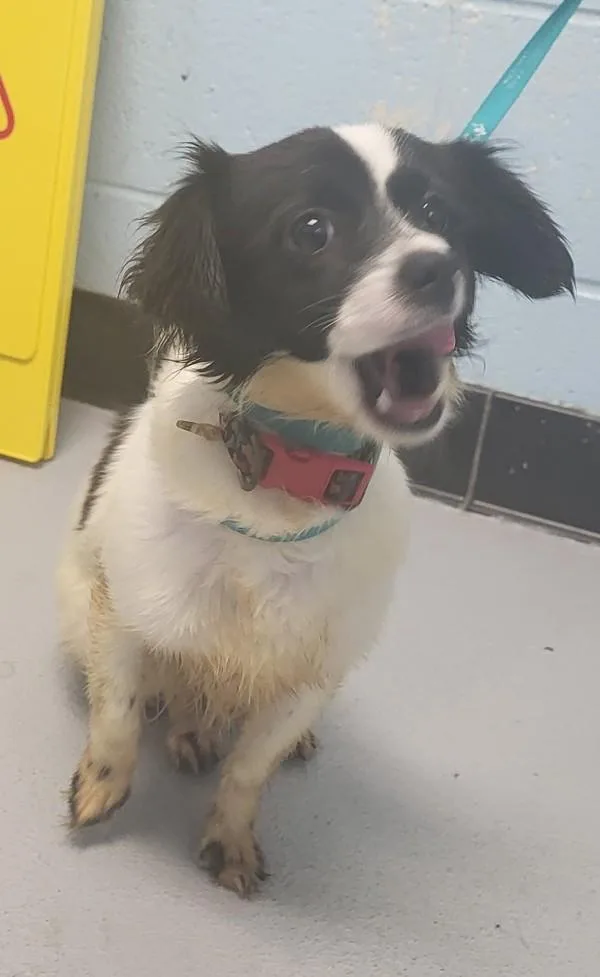 An adult small-sized male Chihuahua dog named Pen  Marshmello for adoption in Lawrenceville, GA