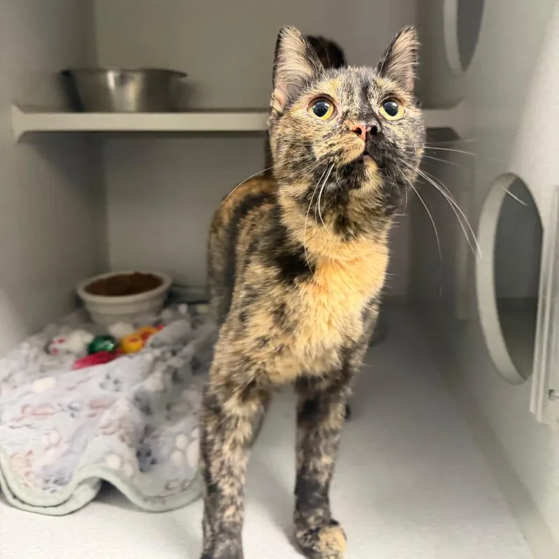 A young medium-sized female Tortoiseshell Domestic Short Hair cat named Clawdeen for adoption in Parkersburg, WV