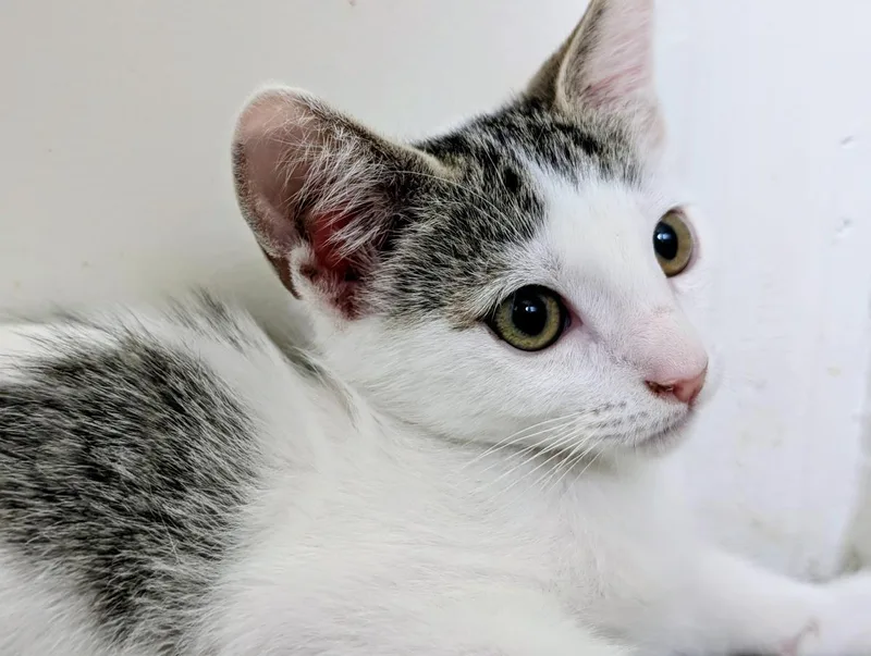 A baby small-sized female White Domestic Short Hair cat named Dottie White for adoption in Chandler, AZ