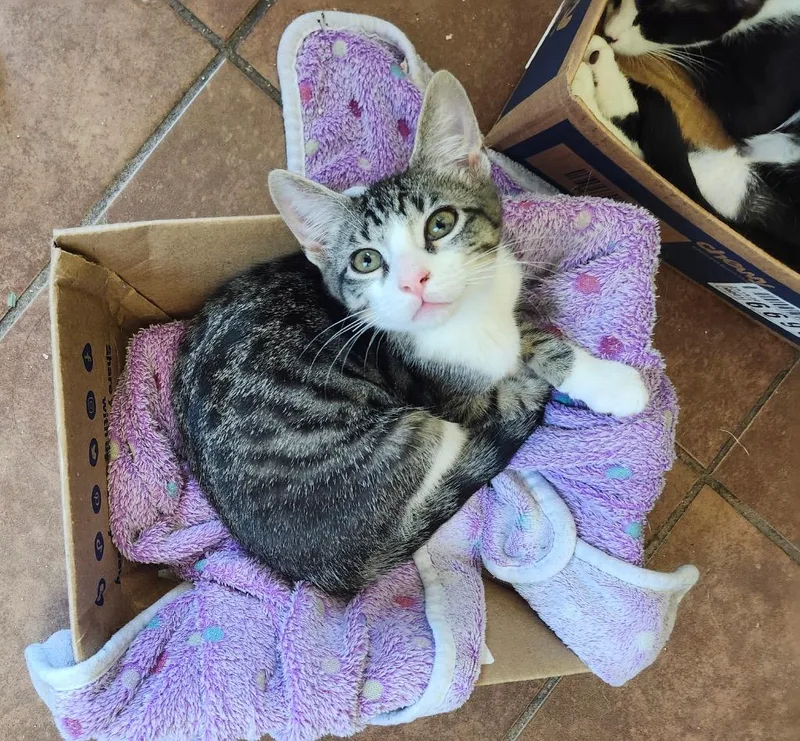 A baby medium-sized male Tabby cat named Timmy Turnip for adoption in San Antonio, TX