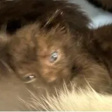 A baby small-sized male Black Domestic Short Hair cat named Benson for adoption in West Palm Beach, FL