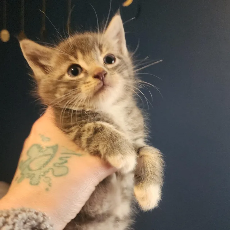 A baby small-sized male Gray / Blue / Silver Domestic Short Hair cat named Tenor for adoption in Gloucester, VA
