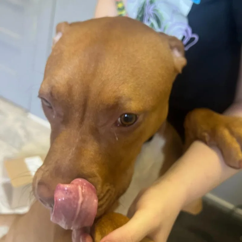 An adult medium-sized female Brown / Chocolate Mixed Breed dog named Rosie for adoption in Oak Hill, WV