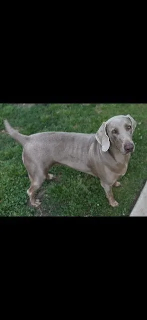 A young large-sized female Weimaraner dog named Precious for adoption in Fayetteville, AR