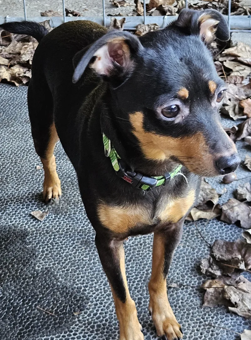 An adult small-sized male Tricolor (Brown, Black, & White) Miniature Pinscher dog named Lugnut for adoption in Martinsville, IN