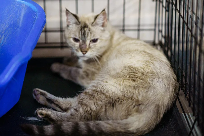 A senior medium-sized female Tabby (Gray / Blue / Silver) Siamese cat named Macy for adoption in LAMPASAS, TX