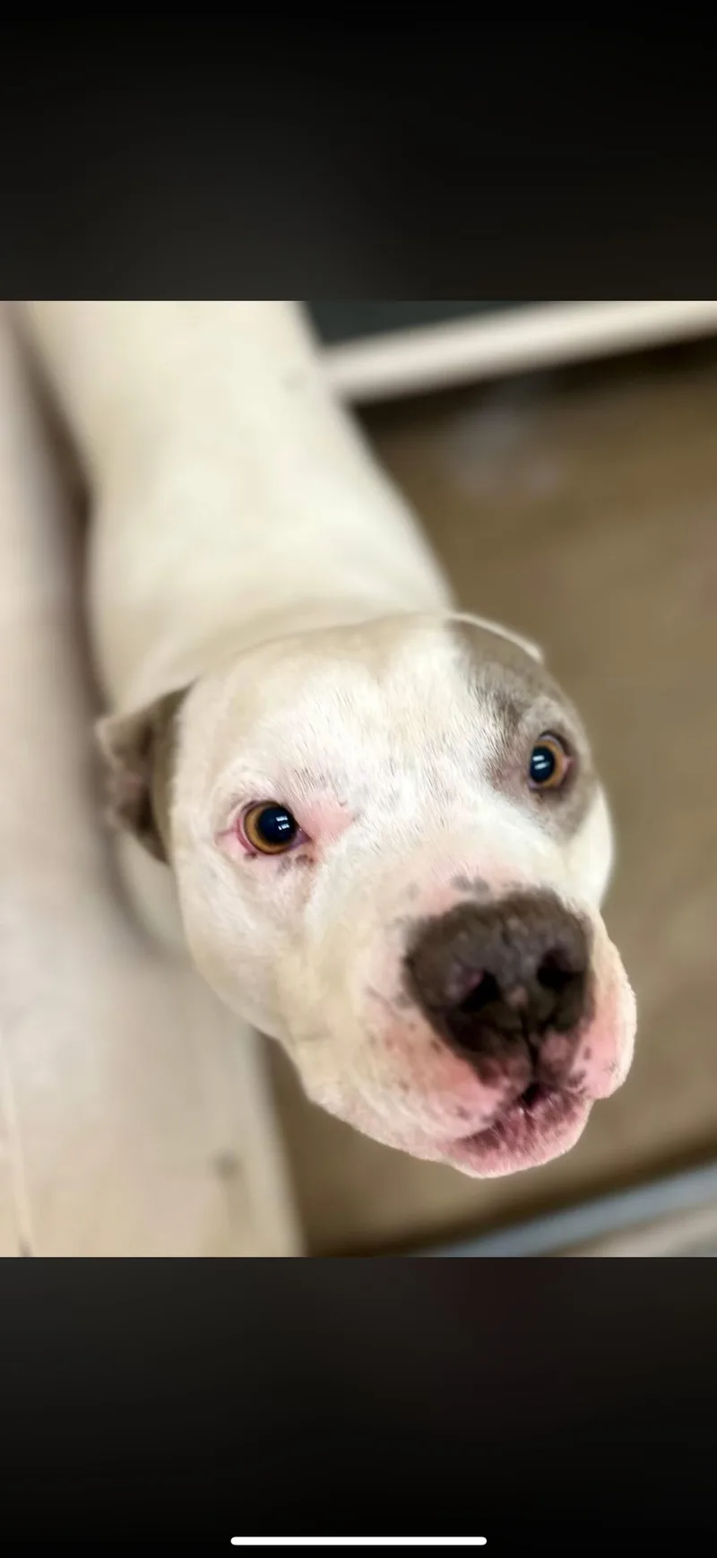 An adult large-sized male Gray / Blue / Silver Pit Bull Terrier dog named Scooter for adoption in Sherman, TX