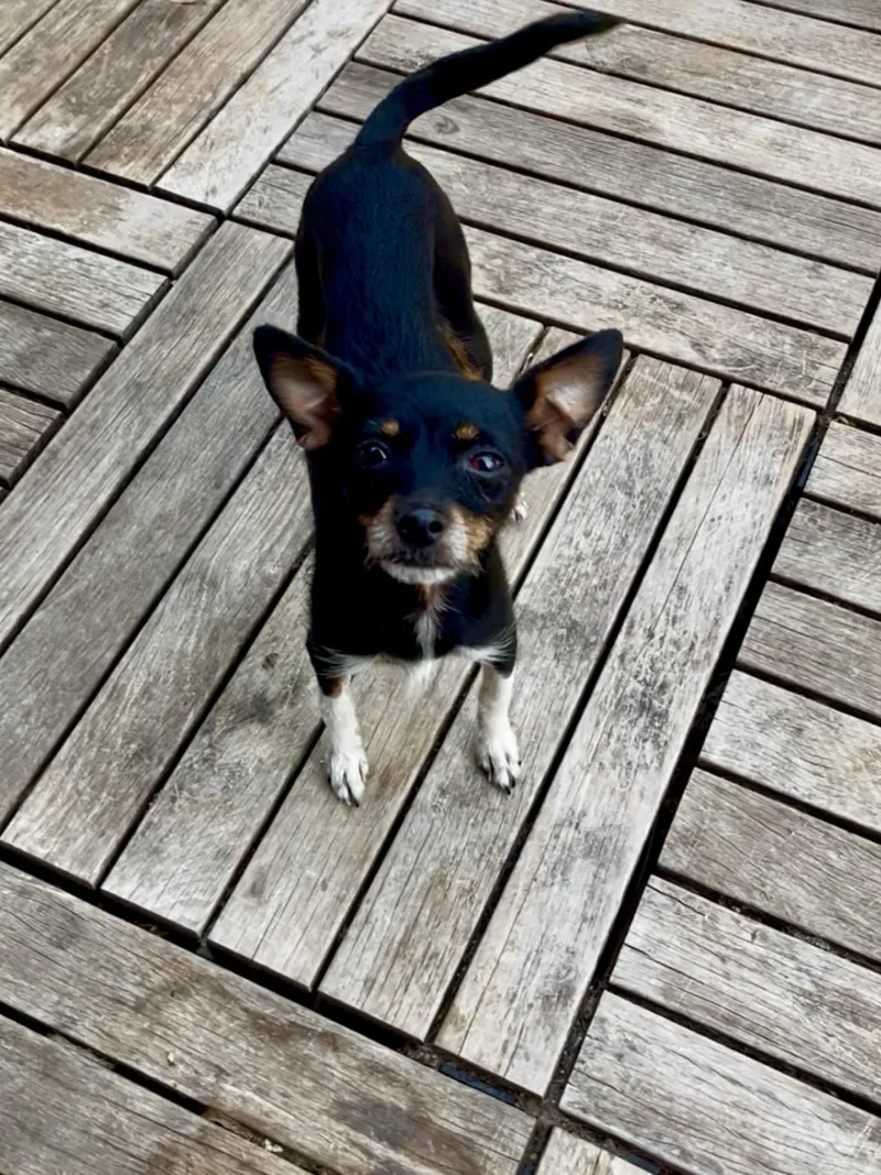 Pipsqueek