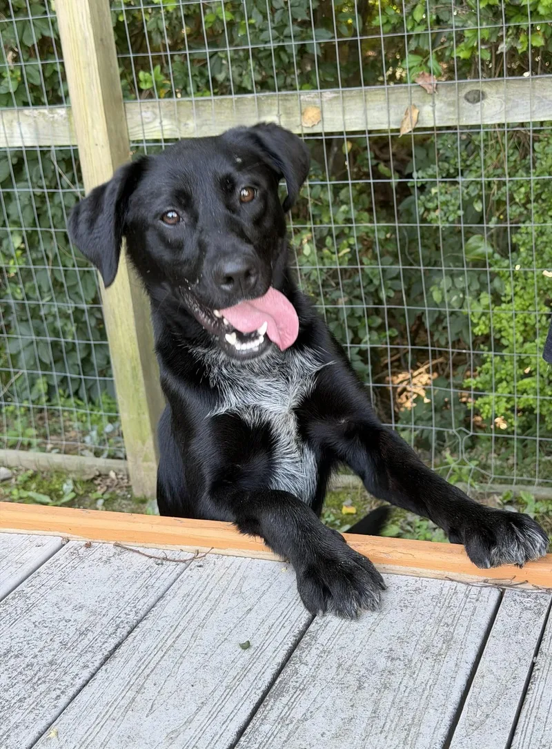 An adult medium-sized female Black Labrador Retriever dog named Ginny for adoption in Ashland, VA