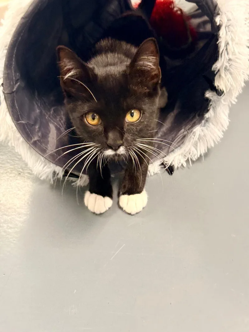 A baby medium-sized male Black & White / Tuxedo Domestic Short Hair cat named Maestro for adoption in Winter Haven, FL