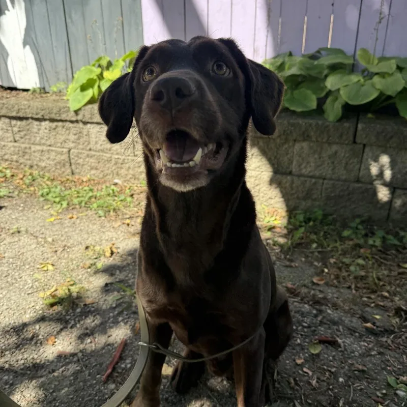 An adult medium-sized male Labrador Retriever dog named Bubba Gump for adoption in Madison, WI