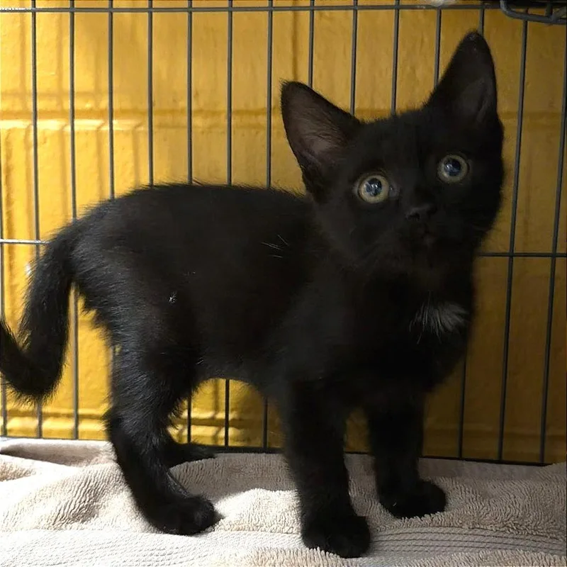 A baby small-sized female Gray / Blue / Silver Domestic Short Hair cat named Mel for adoption in Chesapeake, VA