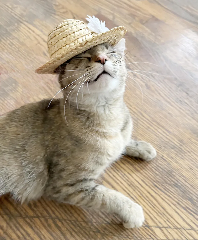 A young medium-sized female Tabby (Buff / Tan / Fawn) Tabby cat named Sweetie Pie for adoption in Parkville, MO