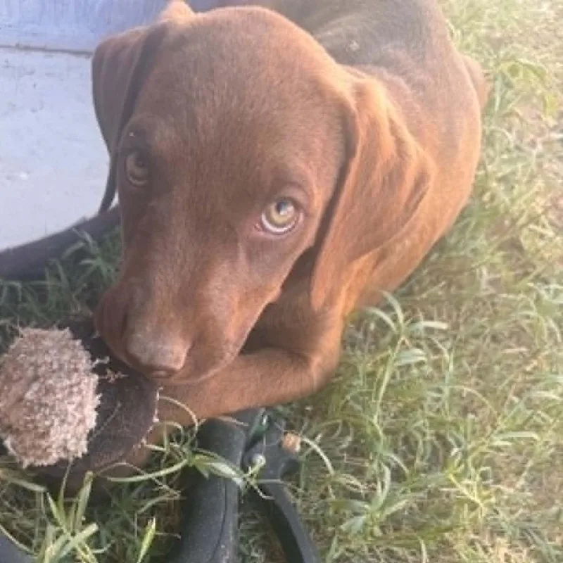 A baby small-sized female Brown / Chocolate Doberman Pinscher dog named Bobby for adoption in Odessa, TX