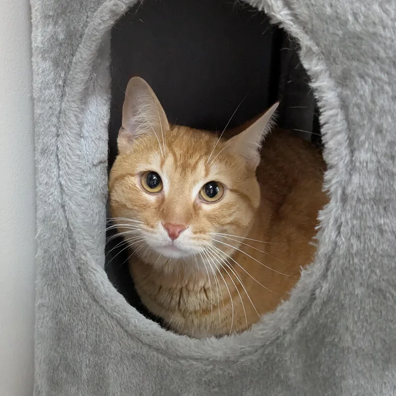 An adult medium-sized male Orange / Red Domestic Short Hair cat named Cheddar for adoption in Fairhope, AL