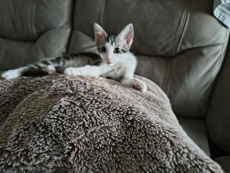 A baby medium-sized male Gray & White Domestic Short Hair cat named Boost for adoption in Wesley Chapel, FL