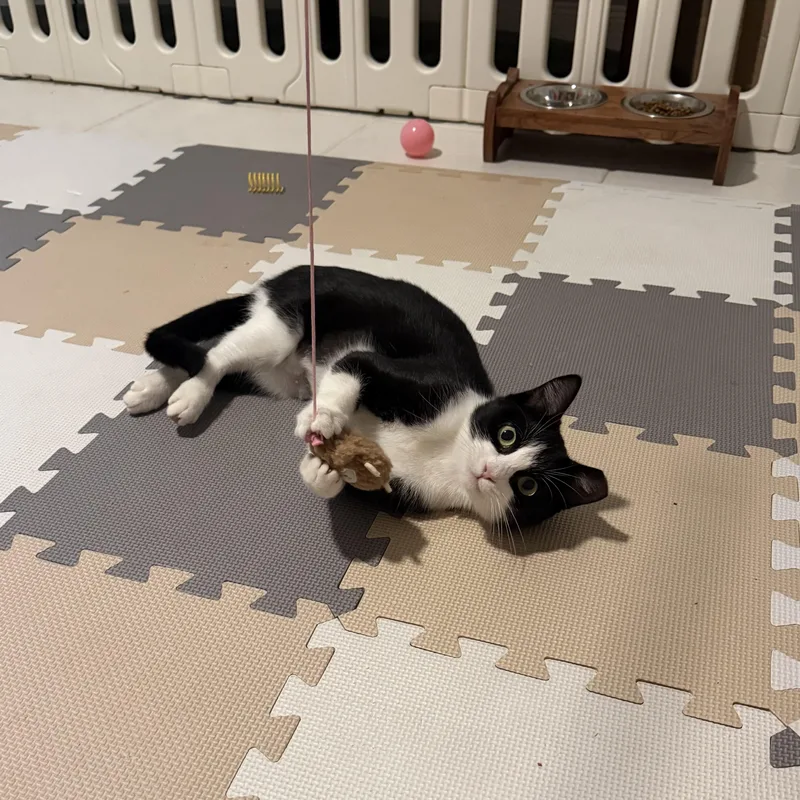 A young medium-sized female Black & White / Tuxedo Domestic Short Hair cat named Nora for adoption in Bonita Springs, FL