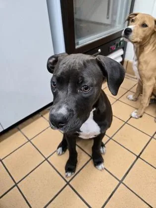 A baby medium-sized female Terrier dog named Mae for adoption in Gainesville, FL