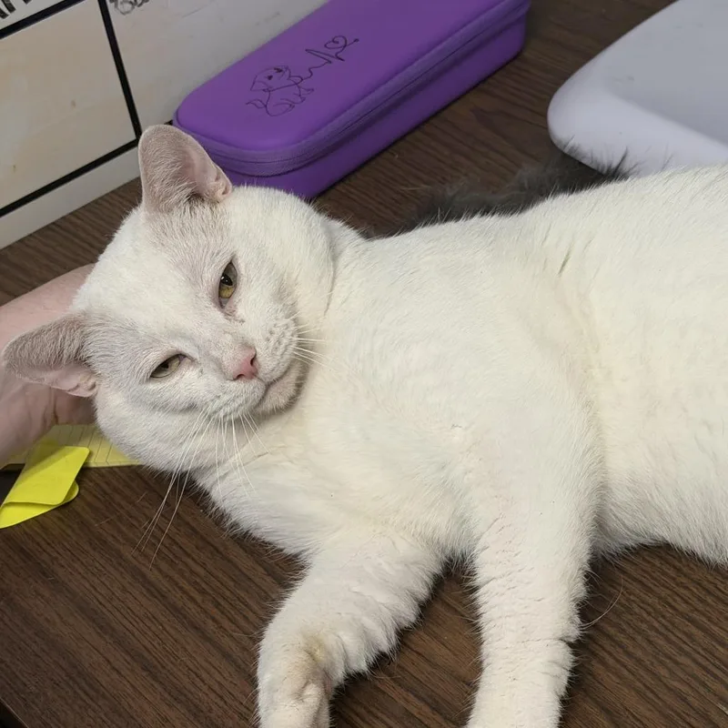 An adult extra large-sized male White Domestic Short Hair cat named Boo for adoption in Lynchburg, VA