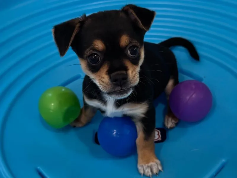 A baby small-sized female Tricolor (Brown, Black, & White) Chihuahua dog named Millie for adoption in Shingle Springs, CA