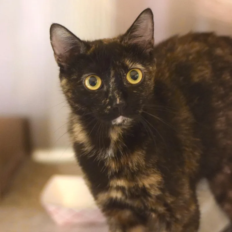 Luna La Tortie thumbnail 2