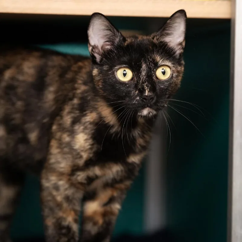 Luna La Tortie thumbnail 3