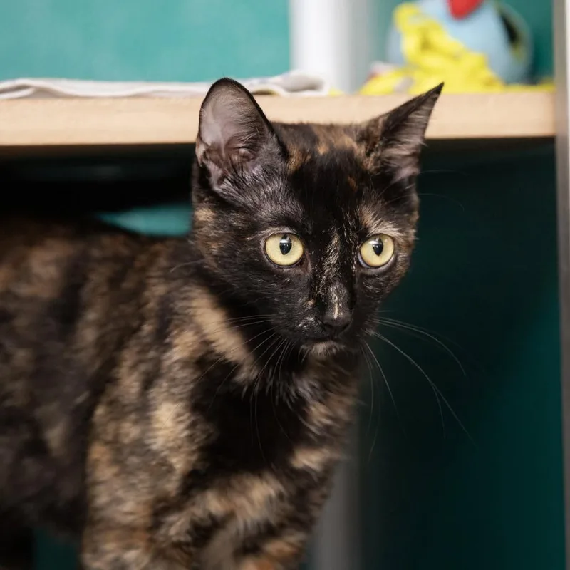 Luna La Tortie thumbnail 4