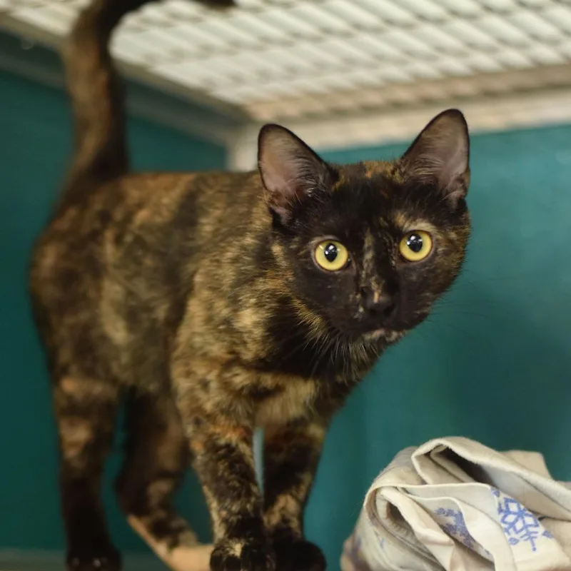 Luna La Tortie thumbnail 5