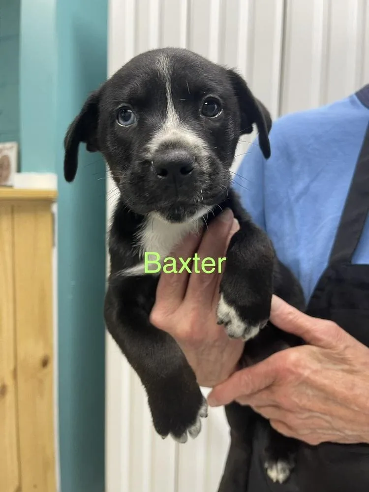 A baby small-sized male Tricolor (Brown, Black, & White) Pit Bull Terrier dog named Baxter for adoption in Chattanooga, TN