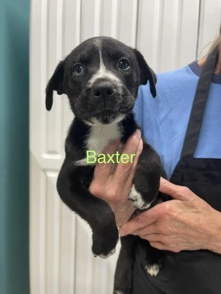Baxter thumbnail 2