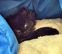 A young small-sized male Domestic Medium Hair cat named Jaguar for adoption in Fishers, IN