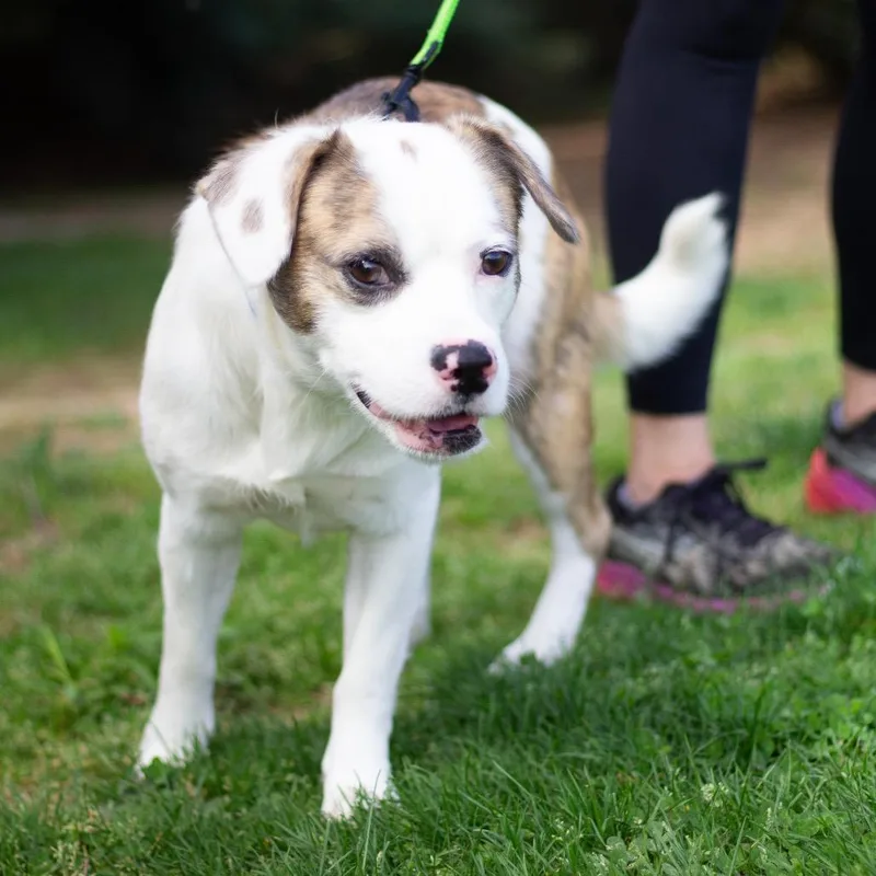 A young medium-sized male Mixed Breed dog named Chuck for adoption in Cumming, GA