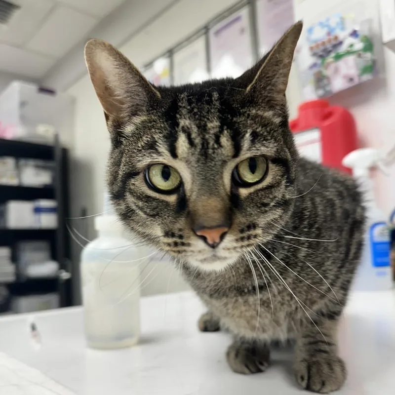 An adult medium-sized male Brown / Chocolate Domestic Short Hair cat named Matcha for adoption in Evansville, IN