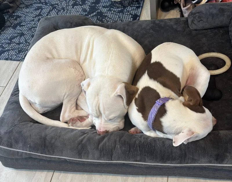 Confetti thumbnail 3