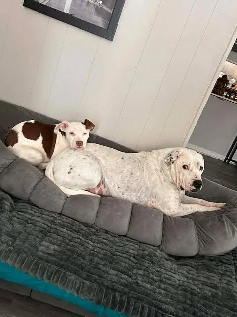 Confetti thumbnail 4