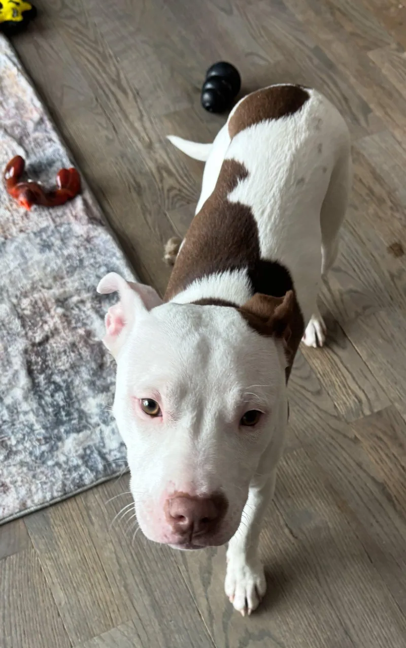 Confetti thumbnail 5