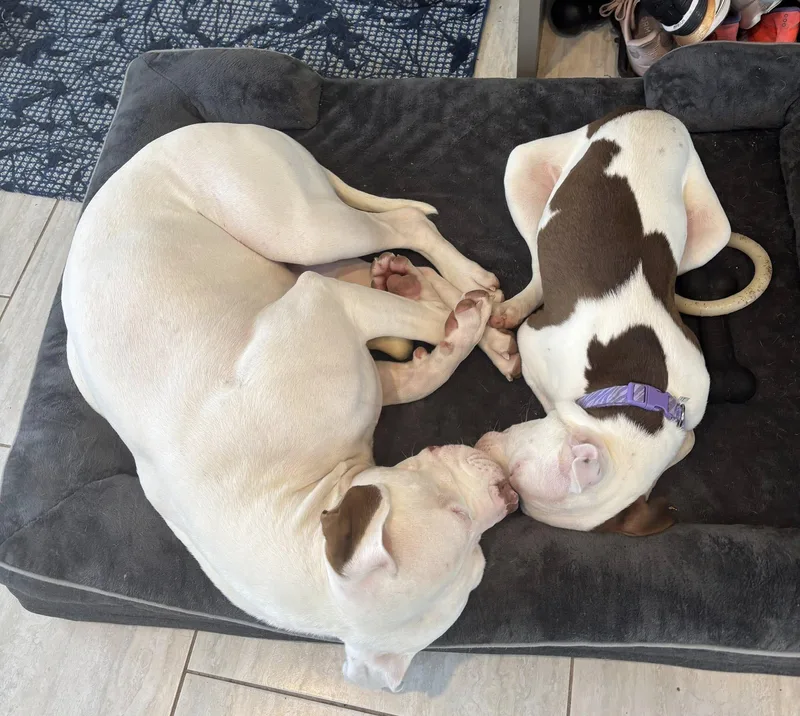 Confetti thumbnail 6