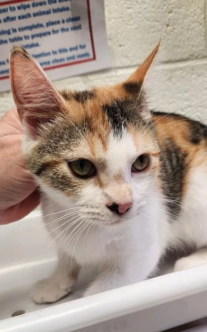 A baby medium-sized female Domestic Short Hair cat named Sheba for adoption in Fairfax, VA