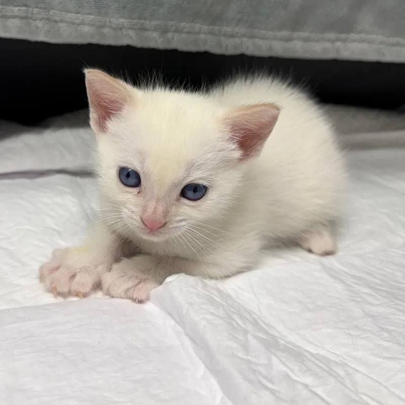 A baby small-sized female White Domestic Short Hair cat named Gooseberrie for adoption in Middle Village, NY