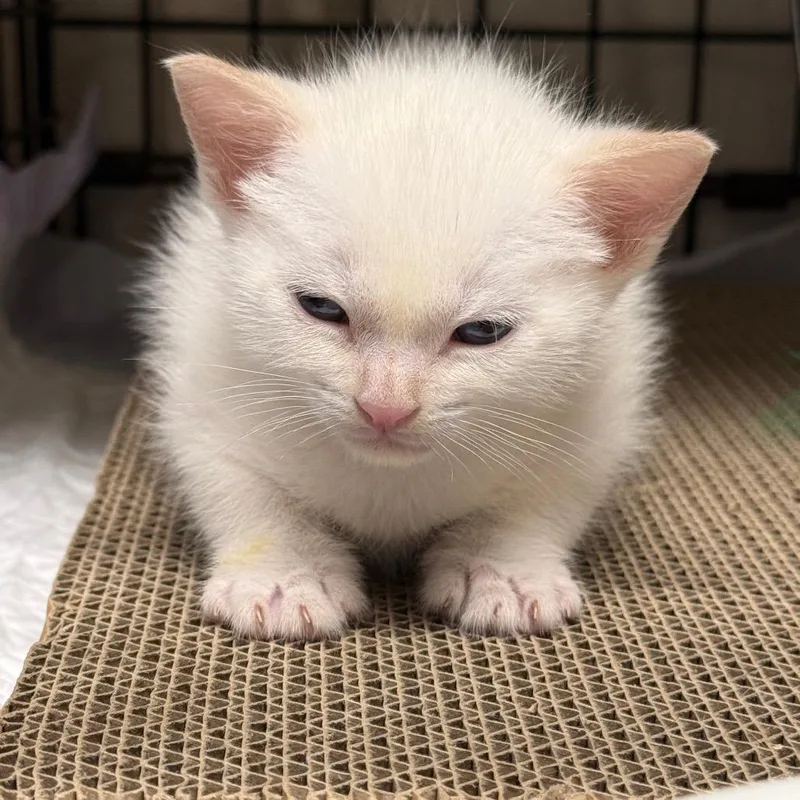 Gooseberrie thumbnail 2