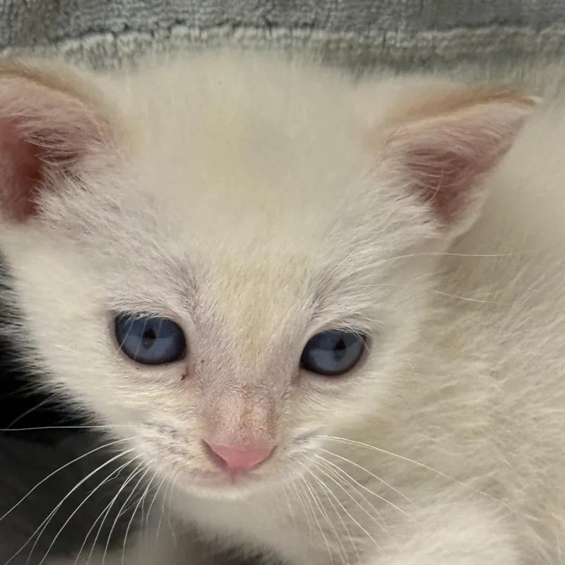 Gooseberrie thumbnail 3