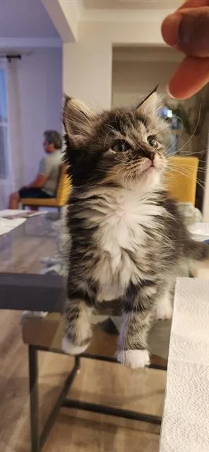 A baby small-sized female Domestic Medium Hair cat named A for adoption in Charlotte, NC